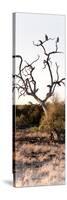 Awesome South Africa Collection Panoramic - Cape Vulture on a Tree-Philippe Hugonnard-Stretched Canvas