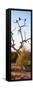 Awesome South Africa Collection Panoramic - Cape Vulture Tree at Sunset II-Philippe Hugonnard-Framed Stretched Canvas