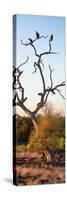 Awesome South Africa Collection Panoramic - Cape Vulture Tree at Sunset II-Philippe Hugonnard-Stretched Canvas
