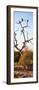 Awesome South Africa Collection Panoramic - Cape Vulture Tree at Sunset II-Philippe Hugonnard-Framed Premium Photographic Print