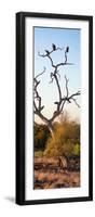 Awesome South Africa Collection Panoramic - Cape Vulture Tree at Sunset II-Philippe Hugonnard-Framed Photographic Print