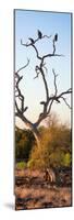 Awesome South Africa Collection Panoramic - Cape Vulture Tree at Sunset II-Philippe Hugonnard-Mounted Photographic Print