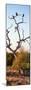 Awesome South Africa Collection Panoramic - Cape Vulture Tree at Sunset II-Philippe Hugonnard-Mounted Photographic Print