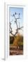 Awesome South Africa Collection Panoramic - Cape Vulture Tree at Sunset II-Philippe Hugonnard-Framed Photographic Print