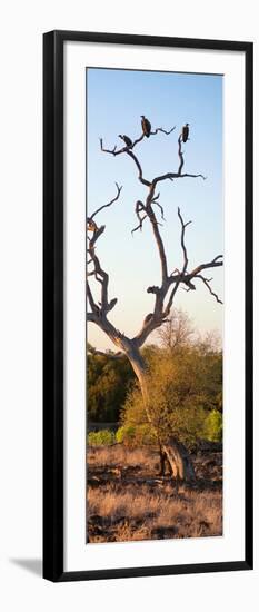 Awesome South Africa Collection Panoramic - Cape Vulture Tree at Sunset II-Philippe Hugonnard-Framed Photographic Print