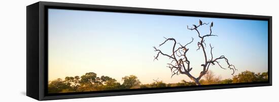 Awesome South Africa Collection Panoramic - Cape Vulture Tree at Sunset-Philippe Hugonnard-Framed Stretched Canvas