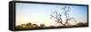 Awesome South Africa Collection Panoramic - Cape Vulture Tree at Sunset-Philippe Hugonnard-Framed Stretched Canvas