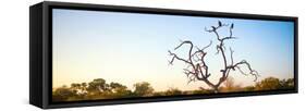 Awesome South Africa Collection Panoramic - Cape Vulture Tree at Sunset-Philippe Hugonnard-Framed Stretched Canvas