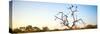 Awesome South Africa Collection Panoramic - Cape Vulture Tree at Sunset-Philippe Hugonnard-Stretched Canvas