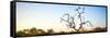 Awesome South Africa Collection Panoramic - Cape Vulture Tree at Sunset-Philippe Hugonnard-Framed Stretched Canvas