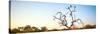 Awesome South Africa Collection Panoramic - Cape Vulture Tree at Sunset-Philippe Hugonnard-Stretched Canvas