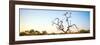 Awesome South Africa Collection Panoramic - Cape Vulture Tree at Sunset-Philippe Hugonnard-Framed Photographic Print