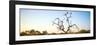 Awesome South Africa Collection Panoramic - Cape Vulture Tree at Sunset-Philippe Hugonnard-Framed Photographic Print