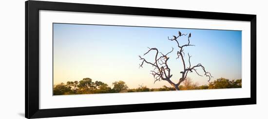 Awesome South Africa Collection Panoramic - Cape Vulture Tree at Sunset-Philippe Hugonnard-Framed Photographic Print