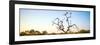 Awesome South Africa Collection Panoramic - Cape Vulture Tree at Sunset-Philippe Hugonnard-Framed Photographic Print