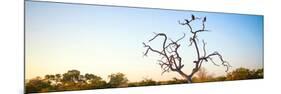 Awesome South Africa Collection Panoramic - Cape Vulture Tree at Sunset-Philippe Hugonnard-Mounted Photographic Print