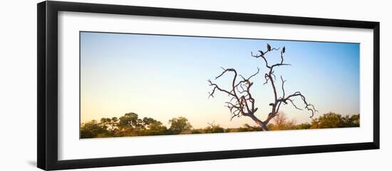 Awesome South Africa Collection Panoramic - Cape Vulture Tree at Sunset-Philippe Hugonnard-Framed Photographic Print