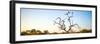 Awesome South Africa Collection Panoramic - Cape Vulture Tree at Sunset-Philippe Hugonnard-Framed Photographic Print
