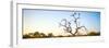 Awesome South Africa Collection Panoramic - Cape Vulture Tree at Sunset-Philippe Hugonnard-Framed Photographic Print