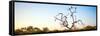 Awesome South Africa Collection Panoramic - Cape Vulture Tree at Sunset-Philippe Hugonnard-Framed Stretched Canvas