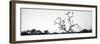 Awesome South Africa Collection Panoramic - Cape Vulture Tree B&W-Philippe Hugonnard-Framed Premium Photographic Print