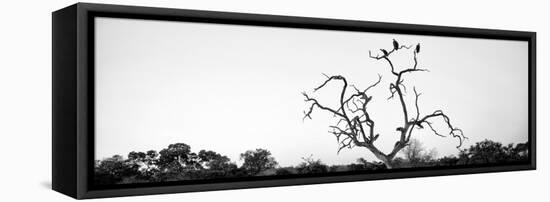 Awesome South Africa Collection Panoramic - Cape Vulture Tree B&W-Philippe Hugonnard-Framed Stretched Canvas