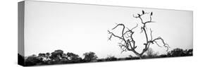 Awesome South Africa Collection Panoramic - Cape Vulture Tree B&W-Philippe Hugonnard-Stretched Canvas