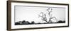 Awesome South Africa Collection Panoramic - Cape Vulture Tree B&W-Philippe Hugonnard-Framed Photographic Print