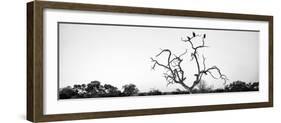 Awesome South Africa Collection Panoramic - Cape Vulture Tree B&W-Philippe Hugonnard-Framed Photographic Print