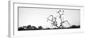 Awesome South Africa Collection Panoramic - Cape Vulture Tree B&W-Philippe Hugonnard-Framed Photographic Print