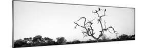 Awesome South Africa Collection Panoramic - Cape Vulture Tree B&W-Philippe Hugonnard-Mounted Photographic Print