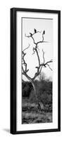 Awesome South Africa Collection Panoramic - Cape Vulture Tree II B&W-Philippe Hugonnard-Framed Photographic Print