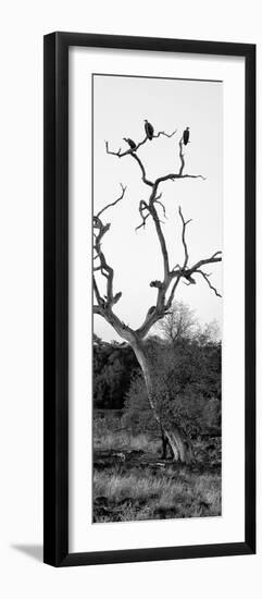 Awesome South Africa Collection Panoramic - Cape Vulture Tree II B&W-Philippe Hugonnard-Framed Photographic Print