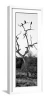 Awesome South Africa Collection Panoramic - Cape Vulture Tree II B&W-Philippe Hugonnard-Framed Photographic Print