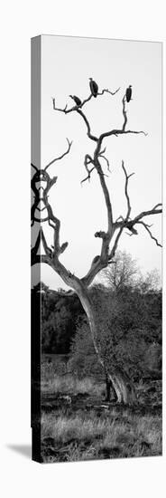 Awesome South Africa Collection Panoramic - Cape Vulture Tree II B&W-Philippe Hugonnard-Stretched Canvas