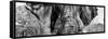 Awesome South Africa Collection Panoramic - Close-Up of Elephant B&W-Philippe Hugonnard-Framed Stretched Canvas