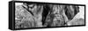 Awesome South Africa Collection Panoramic - Close-Up of Elephant B&W-Philippe Hugonnard-Framed Stretched Canvas