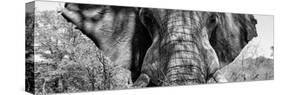 Awesome South Africa Collection Panoramic - Close-Up of Elephant B&W-Philippe Hugonnard-Stretched Canvas