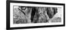 Awesome South Africa Collection Panoramic - Close-Up of Elephant B&W-Philippe Hugonnard-Framed Photographic Print