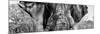 Awesome South Africa Collection Panoramic - Close-Up of Elephant B&W-Philippe Hugonnard-Mounted Photographic Print