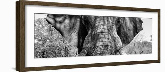 Awesome South Africa Collection Panoramic - Close-Up of Elephant B&W-Philippe Hugonnard-Framed Photographic Print