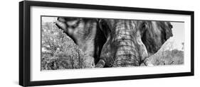 Awesome South Africa Collection Panoramic - Close-Up of Elephant B&W-Philippe Hugonnard-Framed Photographic Print