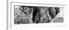 Awesome South Africa Collection Panoramic - Close-Up of Elephant B&W-Philippe Hugonnard-Framed Photographic Print