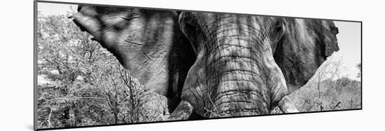Awesome South Africa Collection Panoramic - Close-Up of Elephant B&W-Philippe Hugonnard-Mounted Photographic Print