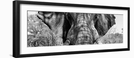 Awesome South Africa Collection Panoramic - Close-Up of Elephant B&W-Philippe Hugonnard-Framed Premium Photographic Print
