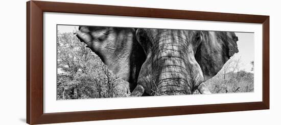 Awesome South Africa Collection Panoramic - Close-Up of Elephant B&W-Philippe Hugonnard-Framed Photographic Print