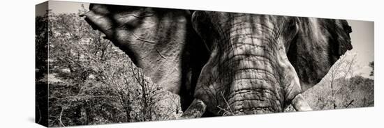 Awesome South Africa Collection Panoramic - Close-Up of Elephant II-Philippe Hugonnard-Stretched Canvas