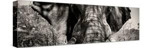 Awesome South Africa Collection Panoramic - Close-Up of Elephant II-Philippe Hugonnard-Stretched Canvas