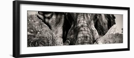 Awesome South Africa Collection Panoramic - Close-Up of Elephant II-Philippe Hugonnard-Framed Photographic Print