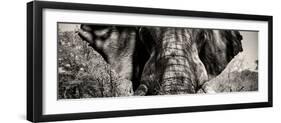 Awesome South Africa Collection Panoramic - Close-Up of Elephant II-Philippe Hugonnard-Framed Photographic Print